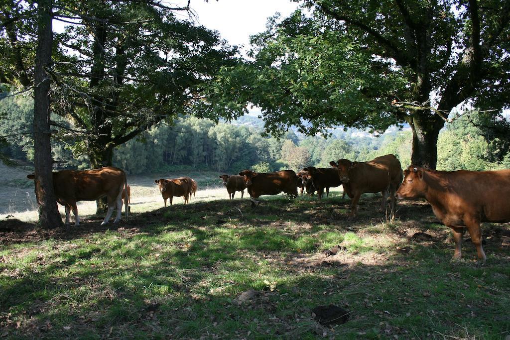 Domaine De Romefort Saint-Léonard-de-Noblat Oda fotoğraf