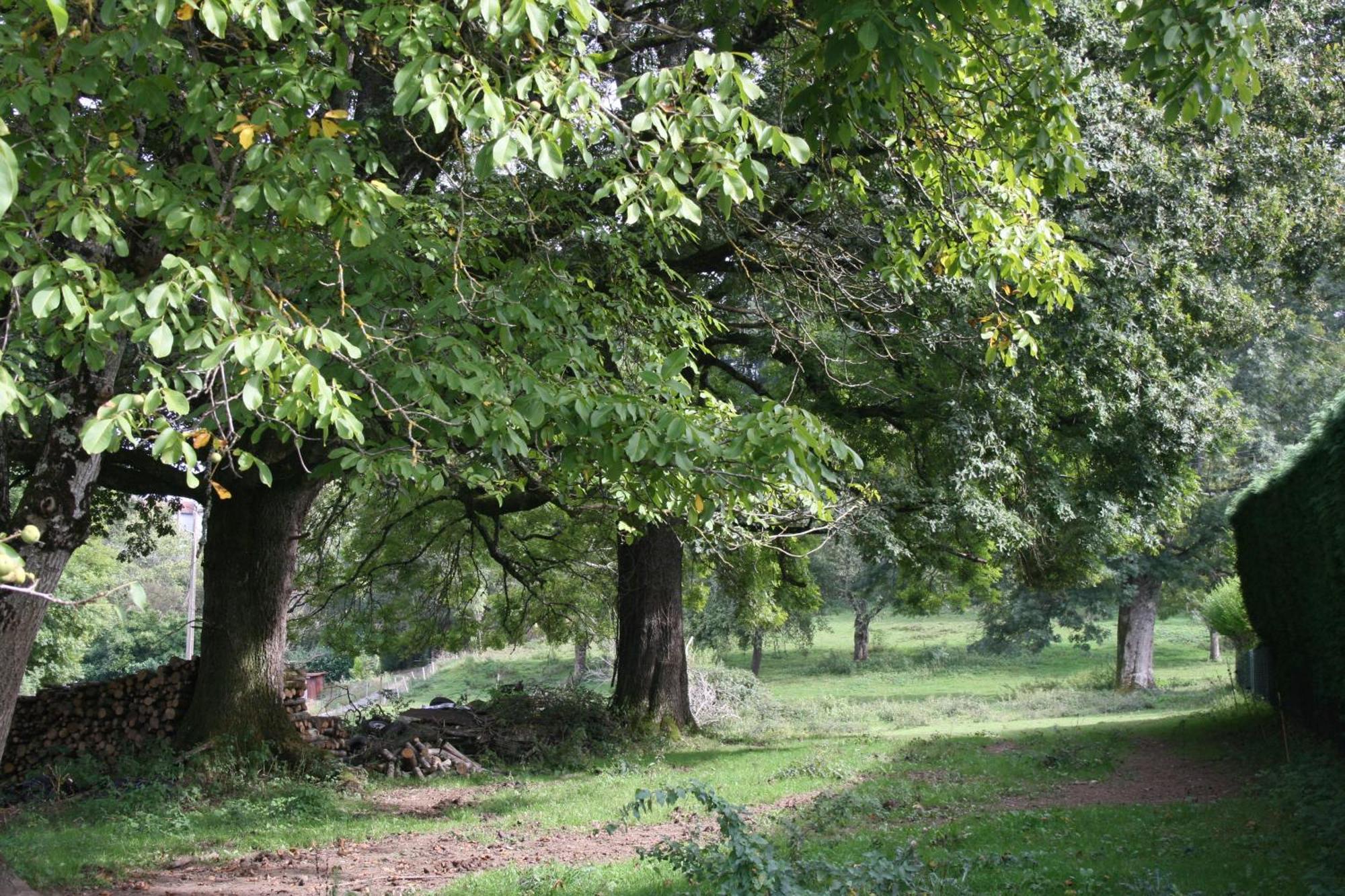 Domaine De Romefort Saint-Léonard-de-Noblat Dış mekan fotoğraf
